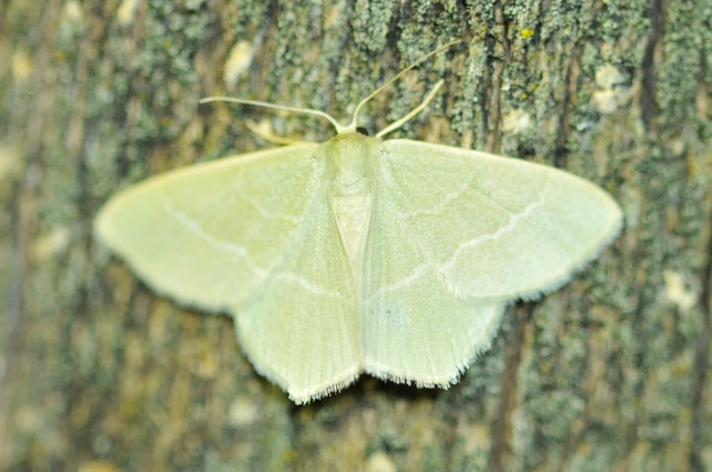Chlorissa viridata - üdezöld araszoló
