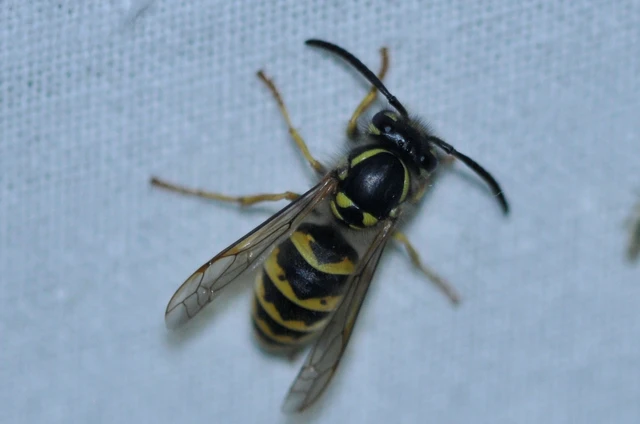 Vespula vulgaris - kecskedarázs
