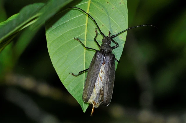 Aegosoma scabricorne - diófacincér