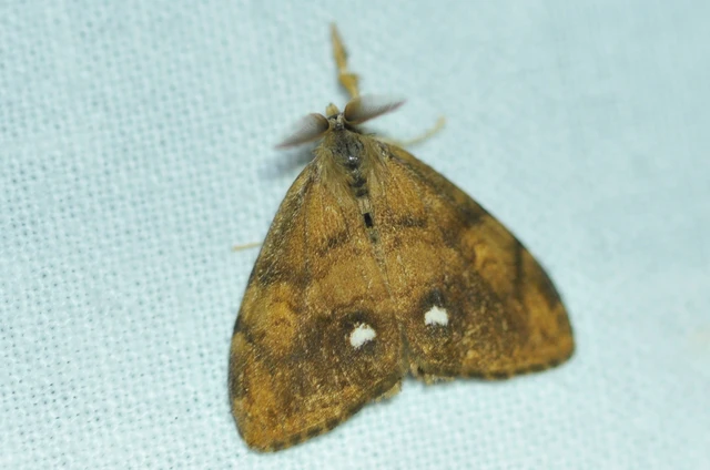 Orgyia antiqua - rozsdabarna kisszövő