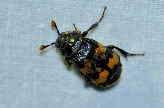 Nicrophorus interruptus - sárgaszőrű temetőbogár
