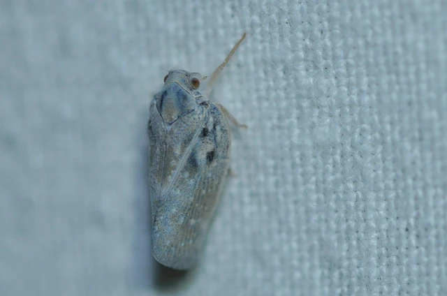 Metcalfa pruinosa - amerikai lepkekabóca