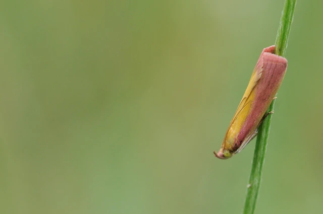 Oncocera semirubella - lucernamoly
