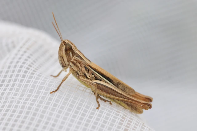 Euchorthippus declivus - rövidszárnyú rétisáska