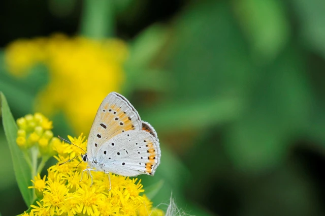 Lycaena dispar rutilus - nagy tűzlepke