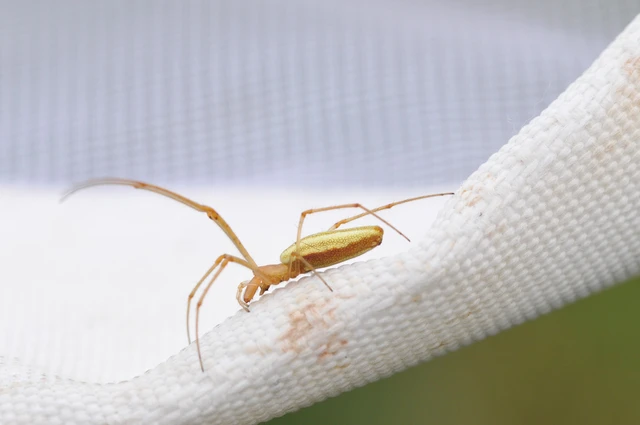 Tetragnatha