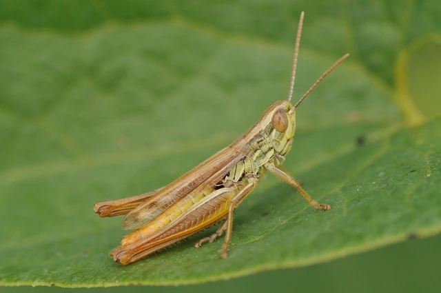 Euchorthippus declivus - rövidszárnyú rétisáska