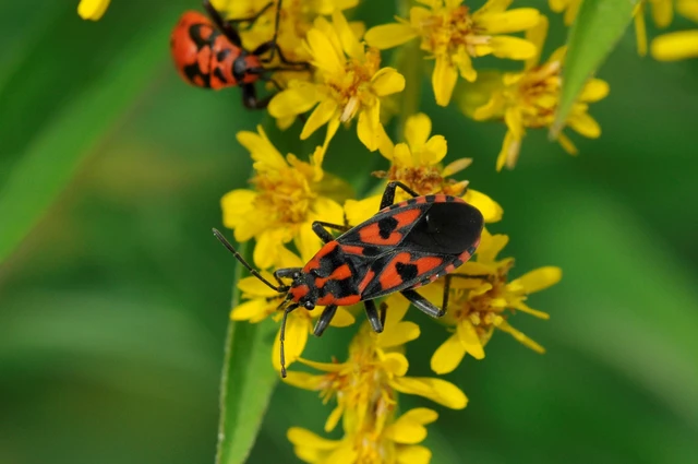 Spilostethus saxatilis - virágbodobács