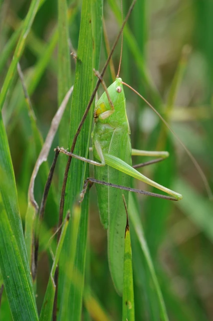 Ruspolia nitidula - nagy kúpfejűszöcske