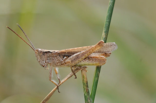 Chorthippus mollis - halk tarlósáska