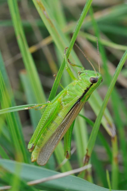 Mecostethus parapleurus - hagymazöld sáska