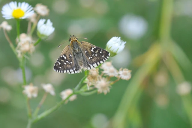 Pyrgus serratulae - homályos busalepke