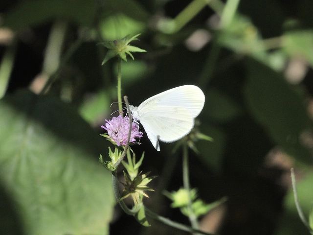 Leptidea sinapis - mustárlepke