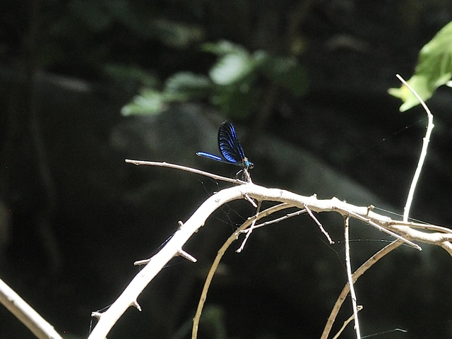 Calopteryx virgo - kisasszony-szitakötő