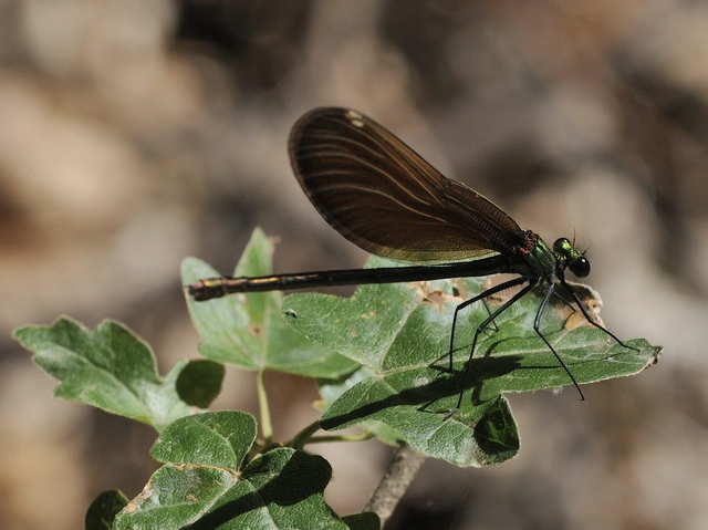 Calopteryx virgo - kisasszony-szitakötő