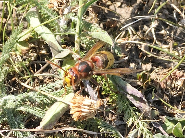 Vespa crabro - lódarázs
