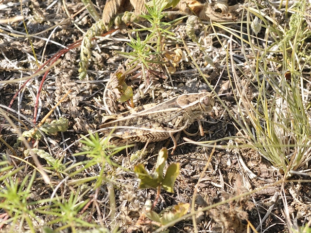 Calliptamus italicus - olaszsáska