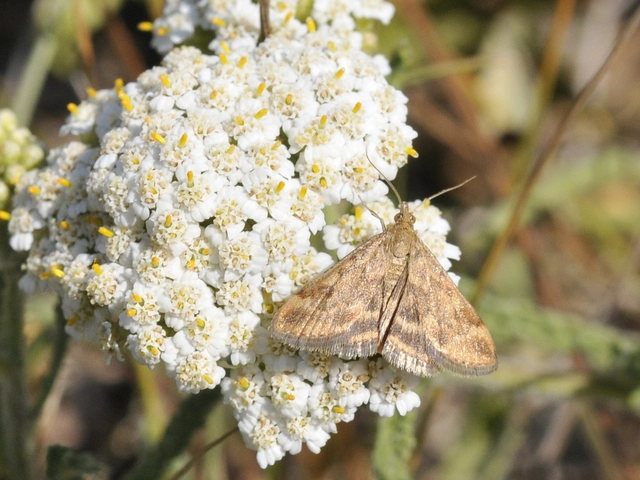 Pyrausta despicata - réti bíbormoly