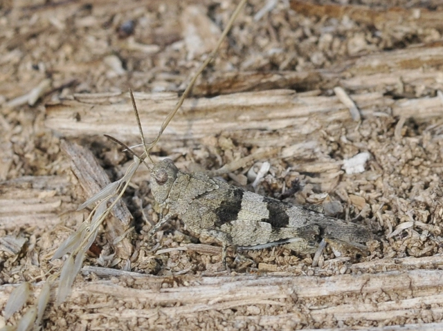 Oedipoda caerulescens - kékszárnyú sáska