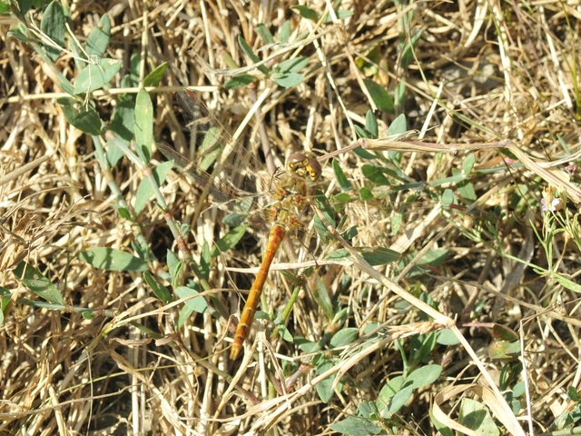 Sympetrum striolatum/vulgatum