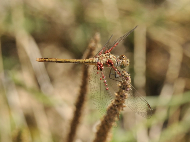 Sympetrum meridionale - fakó katona-szitakötő