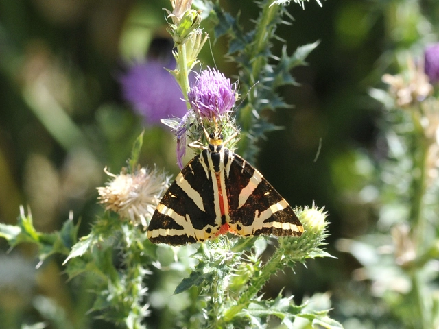 Euplagia quadripunctaria - csíkos medvelepke
