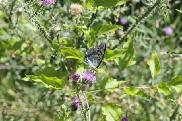 Argynnis paphia - nagy gyöngyházlepke