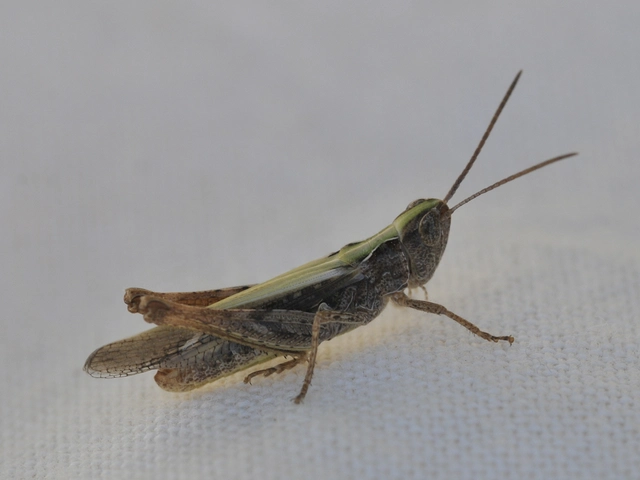 Chorthippus (Glyptobothrus) (subgenus)