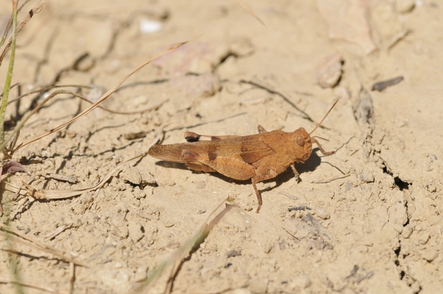 Oedipoda caerulescens - kékszárnyú sáska