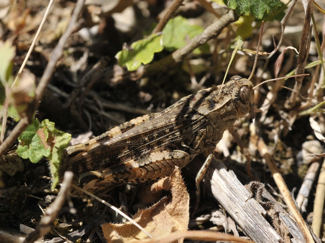 Calliptamus italicus - olaszsáska