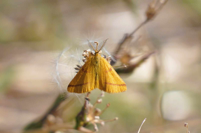 Lythria purpuraria - bíborsávos araszoló