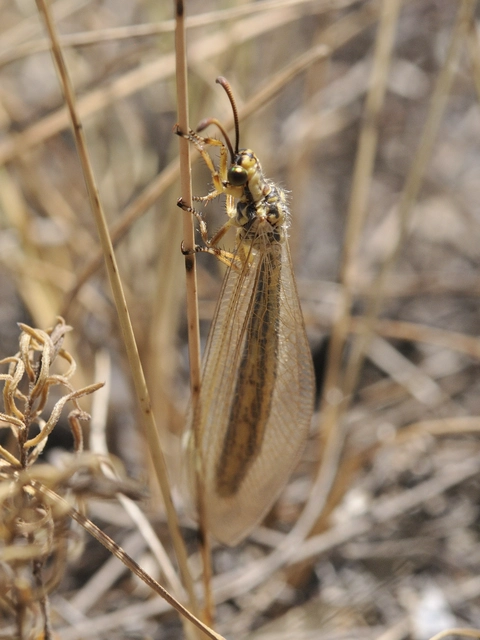 Myrmecaelurus trigrammus - hangyafarkas