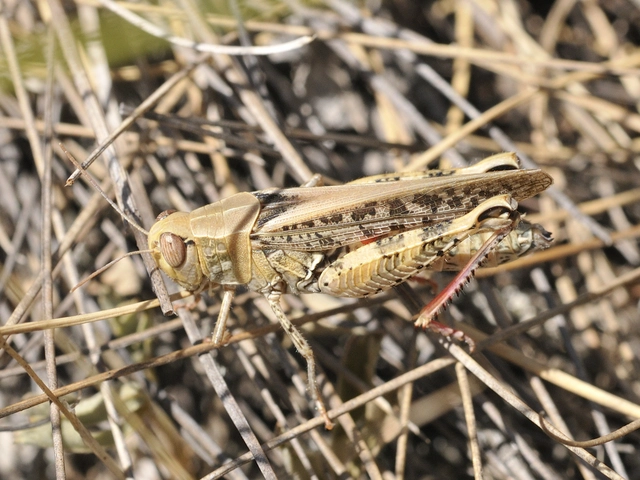 Calliptamus italicus - olaszsáska