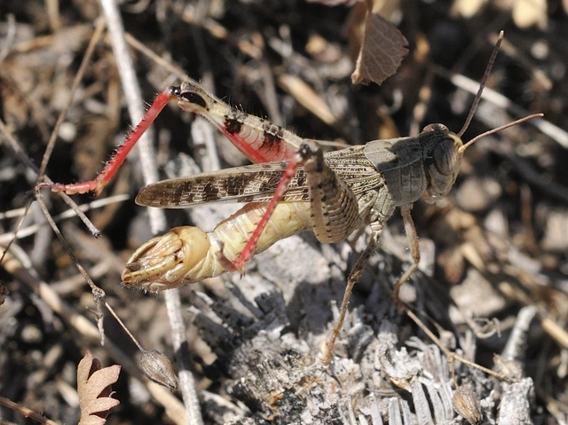 Calliptamus italicus - olaszsáska