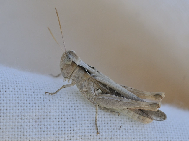 Chorthippus (Glyptobothrus) (subgenus)
