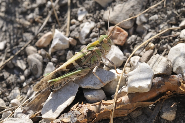Oedaleus decorus - szalagos sáska