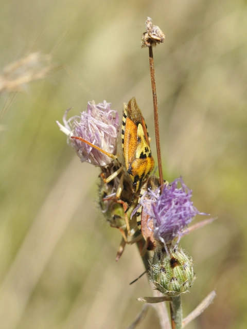 Carpocoris Carpocoris