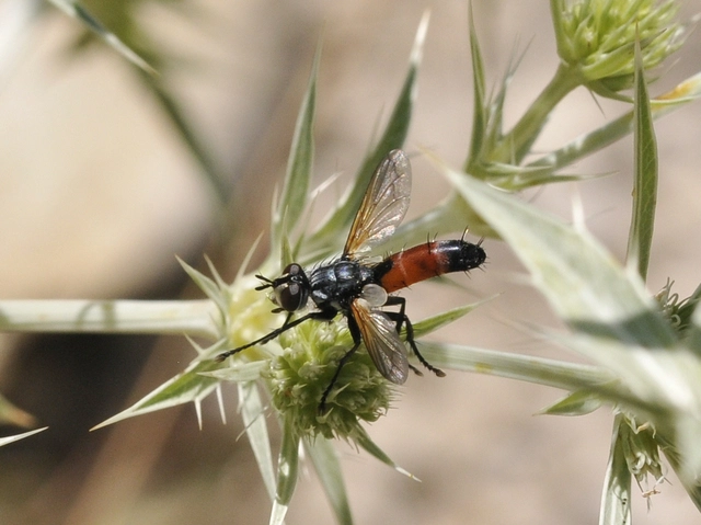 Cylindromyia