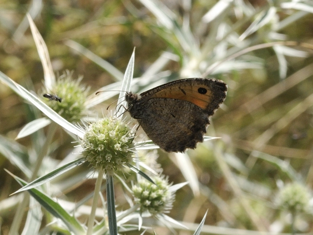 Arethusana arethusa - közönséges szemeslepke