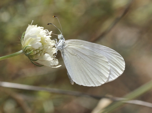 Leptidea sinapis - mustárlepke