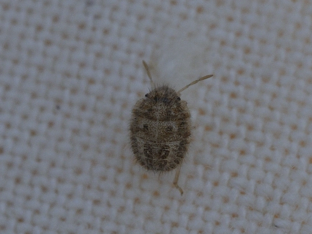 Dolycoris baccarum - közönséges bogyómászó-poloska Dolycoris baccarum - közönséges bogyómászó-poloska