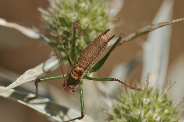 Leptophyes albovittata - közönséges virágszöcske