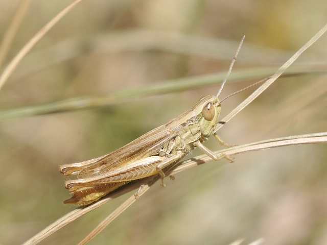 Euchorthippus declivus - rövidszárnyú rétisáska
