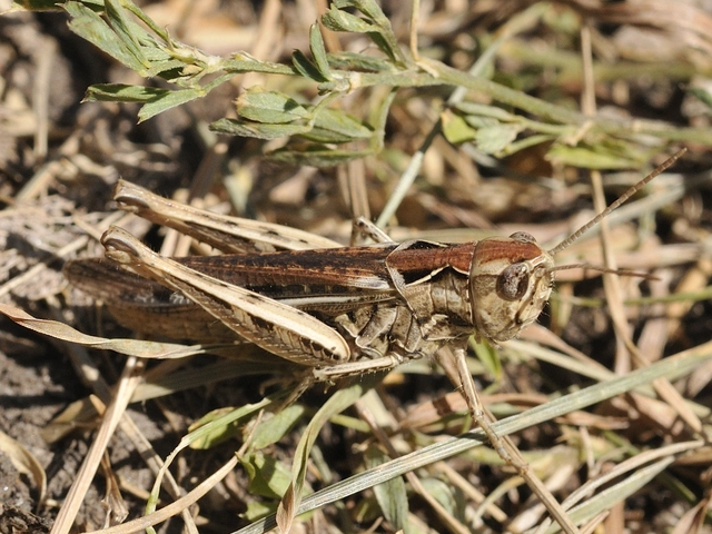 Chorthippus (Glyptobothrus) (subgenus)