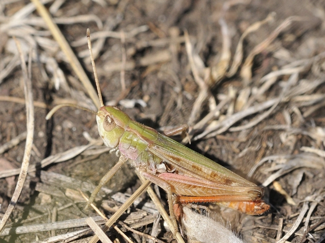 Stenobothrus nigromaculatus - sztyeppréti sáska