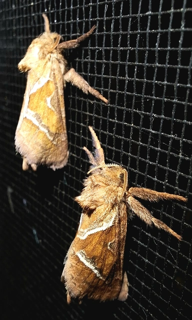 Triodia sylvina - kis gyökérrágólepke