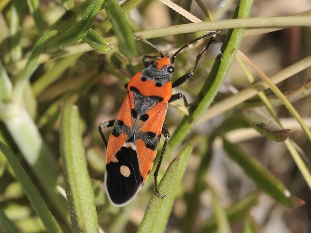Lygaeus equestris/simulans