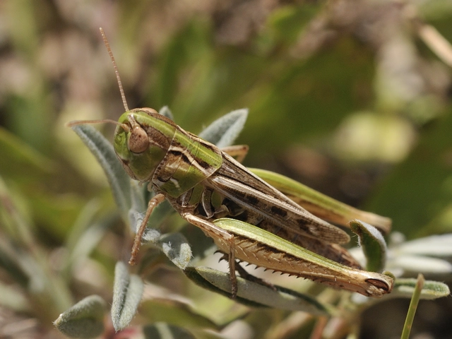 Stenobothrus nigromaculatus - sztyeppréti sáska