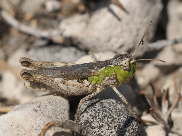 Myrmeleotettix maculatus - kis bunkóscsápúsáska