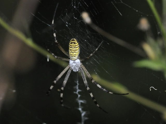 Argiope bruennichi - darázspók
